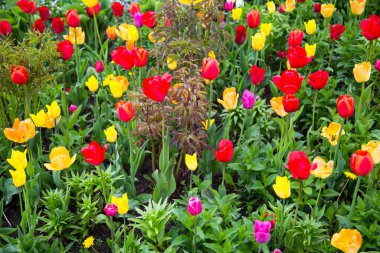 Açık, güneşli bir günde bahar ayının arka planında parlak kırmızı pembe beyaz lalelerden oluşan bir çiçek tarlası. Tarım Kentsel Gelişim.