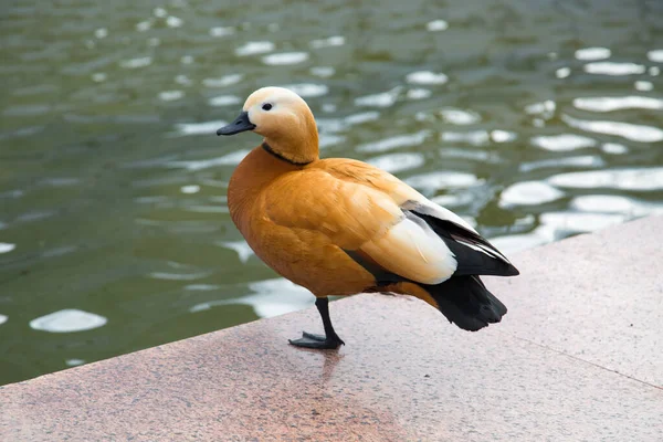 Tribu Des Canards Terre Lat Tadornini Tadorninae Brun Debout Sur — Photo