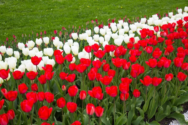 Postel Jasně Červených Bílých Tulipánů Pozadí Jarní Mladé Trávy Jasného Stock Snímky