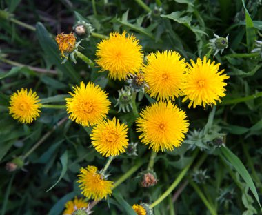 Parlak sarı anne ve üvey anne (lat. Açık ve güneşli bir günde yeşil çimlerin arka planında. Doğa çiçekleri..