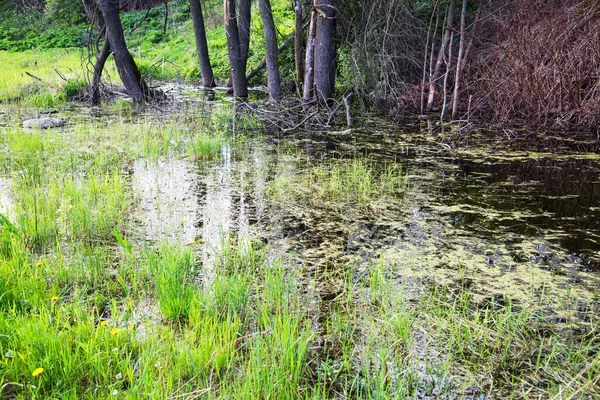 Superficie Del Agua Pantano Con Hierba Verde Brillante Árboles Arbustos —  Fotos de Stock
