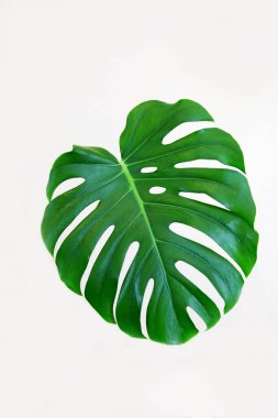 Monstera yaprağı (Latince: Monstra), yapraklarında güzel damarlar bulunan beyaz bir arka planda büyük, parlak yeşil bir renktir. Doğa bitkileri.
