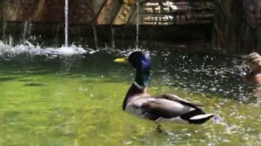 Güzel parlak bir yaban ördeği ördeği drake (Latince: Anas platyrhynchos) bir şelalenin arka planında yüzer. Kuşlar ve vahşi yaşam..