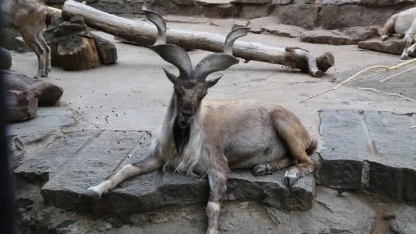 Screw Horned Goat Latin Markhor Beautiful Big Horns Lies Rocks — Stock Video
