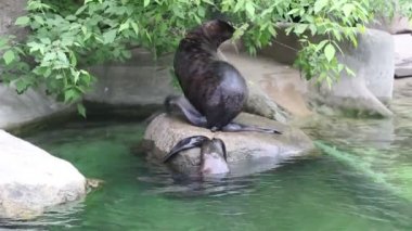 Kuzey kürk foku (Latince: Callorhinus ursinus) suyun yakınındaki bir kayanın üzerinde oturur ve vücudunu sıradışı lambalarla kaşır ve temizler. Vahşi yaşam deniz hayvanları..