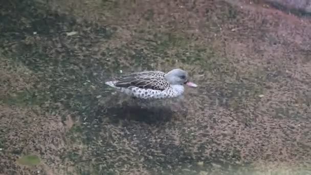 Mys Teal Latin Anas Capensis Plave Vibruje Zobákem Aby Pomohl — Stock video