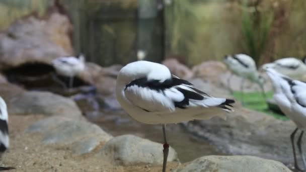 Shiloklyuvka Kuşu Latince Recurvirostra Avosetta Tek Ayak Üzerinde Durur Tüylerini — Stok video