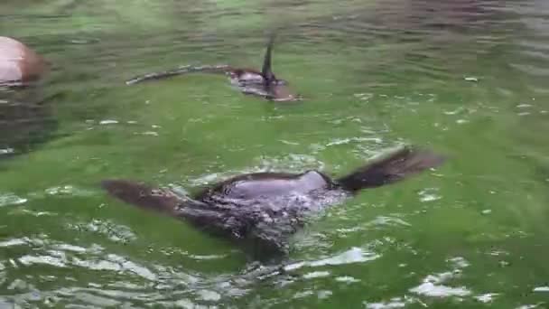 Північний Тюлень Хутром Латиною Callorhinus Ursinus Плаває Сомерсо Елегантно Плаває — стокове відео