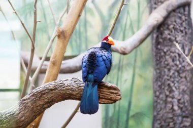 Mor turako (lat. Musophaga ihlali) Mavi ve kırmızı başlı ağaç dalında oturuyor. Kuşlar ve vahşi yaşam..