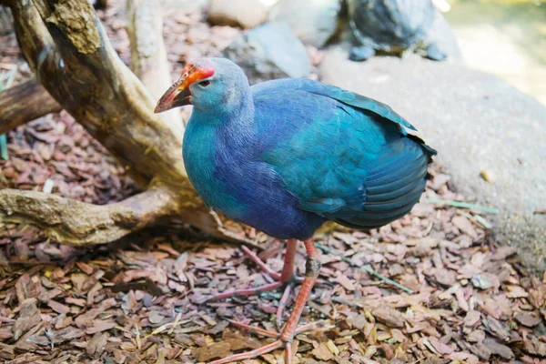 Sultanka Lat Porphyrio Poliocephalus Azul Con Penacho Rojo Suelo Sobre —  Fotos de Stock