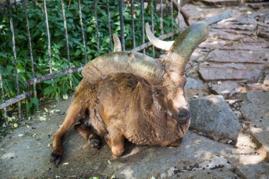 Dağıstan turu (lat. Carpa silindirik (