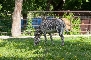 Zebra Grevi (Latince: Equus grevyi), ağaçların arka planında güzel çizgili bir renge sahip bir alanda bulunur. Vahşi yaşam memelileri..