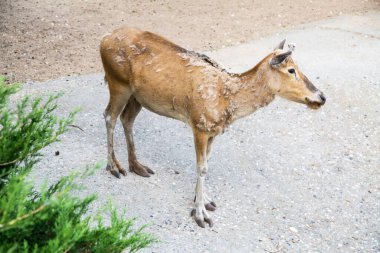 Davut 'un Geyiği (lat. Elaphurus davidianus) kahverengidir, deri değiştirir ve yerde durur. Vahşi yaşam memelileri..