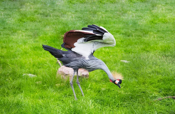 Der Ostkronenkranich Lateinisch Balearica Regulorum Gibbericeps Mit Offenen Flügeln Sucht — Stockfoto