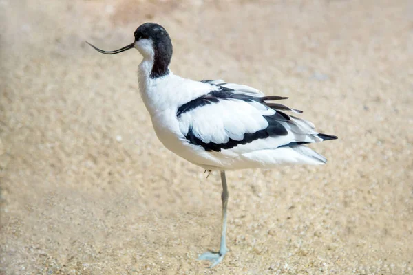 Oiseau Shiloklyuvka Lat Recurvirostra Avosetta Dresse Sur Une Jambe Sur — Photo