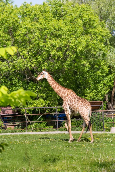 Giraffa Sudafricana Latino Giraffa Camelopardalis Giraffa Bellissimo Colore Arancione Piedi — Foto Stock