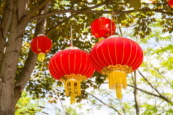 Lanternas Chinesas Tradicionais Vermelhas Brilhantes Penduradas Galhos Árvores Dia Ensolarado — Fotografia de Stock