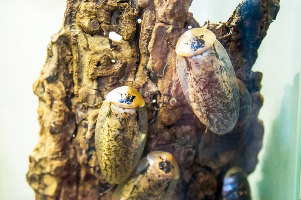 Cockroaches Archimandrite Lat Peppered Cockroach Oval Shaped Sitting Trunk Tree — Stock Photo, Image