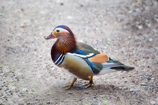 Oiseau Mandarin Lat Aix Galericulata Debout Sur Sol Par Temps — Photo