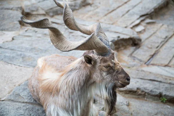 Portrait Screw Horned Goat Latin Markhor Beautiful Large Horns Clear Royalty Free Stock Photos