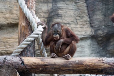 Bir orangutan (Latince: Pongo), güneşli bir günde, açık bir hayvanat bahçesinde beyaz iplerin yanında uzun turuncu bir palto üzerine oturur. Hayvanlar memeli primatlardır..