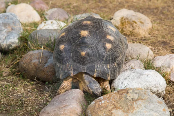 Żółw Promienny Lat Astrochelys Radiata Pięknym Wzorem Muszli Zaokrąglonych Kostki — Zdjęcie stockowe