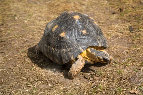 Żółw Promienny Lat Astrochelys Radiata Pięknym Wzorem Muszli Stojącej Zielonej — Zdjęcie stockowe
