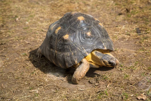 Una Tortuga Radiante Lat Astrochelys Radiata Con Hermoso Patrón Concha —  Fotos de Stock