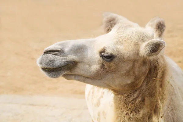 晴れた日には美しいコートを着たダブルハンプラクダ またはバクトリア ラテン語 Camelus Bactrianus の肖像画 動物哺乳類爬虫類動物園 — ストック写真