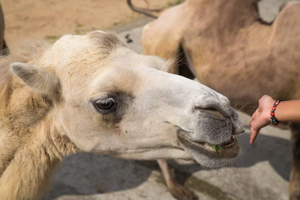 Cammello Doppia Gobba Bactrian Latino Camelus Bactrianus Prendere Erba Dalle — Foto Stock