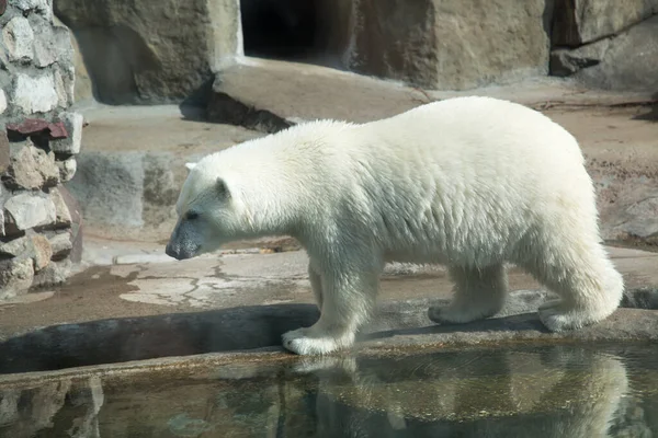 Polar Bear Polar Bear Latin Ursus Maritimus Walking Concrete Water Stock Picture