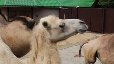 Çift hörgüçlü bir deve (Latince: Camelus bactrianus) açık güneşli bir günde çocukların ellerinden ot alır. Hayvanlar hayvanat bahçesindeki memelilerdir..