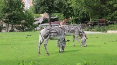 Bir çift zebra (Lat. Hipotigris) Güzel çizgili bir renkte, açık güneşli bir günde yeşil bir alanda ağaçların arka planında otlar. Hayvan memelileri artiodactyl hayvanat bahçeleri.