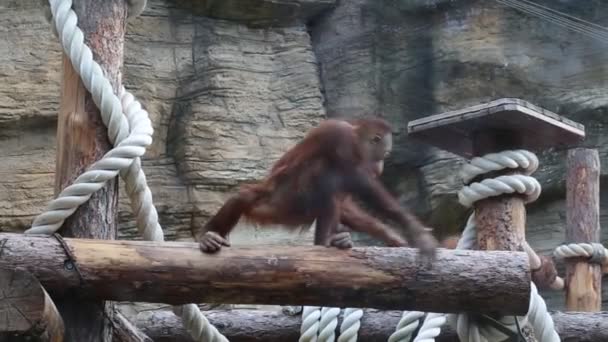Orangotango Lat Pongo Com Longo Casaco Laranja Move Longo Log — Vídeo de Stock