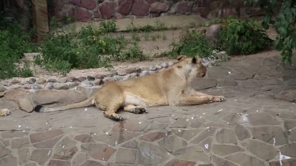 Una Leona Asiática Latín Panthera Leo Persica Descansa Sobre Rocas — Vídeo de stock