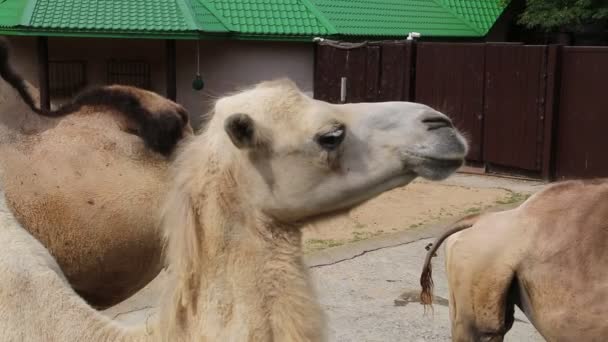 Dvojitý Velbloud Latinsky Camelus Bactrianus Bere Dětem Trávu Rukou Jasného — Stock video