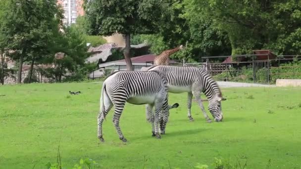 Pair Zebras Lat Hippotigris Beautiful Striped Color Graze Green Field — Stock Video
