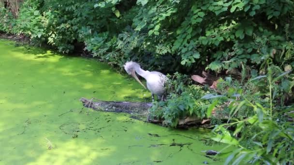 ペリカン ラット ペリカヌス は木の幹に座り 明るい池の水を背景に水溜りをきれいにします 鳥類の鳥類野生生物 — ストック動画