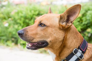 Dingo köpeği portresi (Latince: 