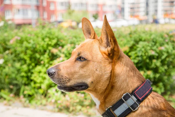 Portret Psa Dingo Łac Canis Lupus Dingo Brązowym Kolorze Pięknymi — Zdjęcie stockowe