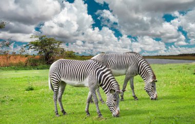 Zebralar (Lat. Hippotigris) Nehrin arka planında, mavi gökyüzünde ve açık güneşli bir günde güzel çizgili bir renkte otlayan yeşil bir tarla. Hayvan memelileri artiodactyl savanalar..