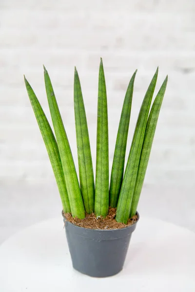 Plante Sansevieria Ventilateur Cylindrique Sansevieria Latine Avec Grandes Feuilles Vertes — Photo