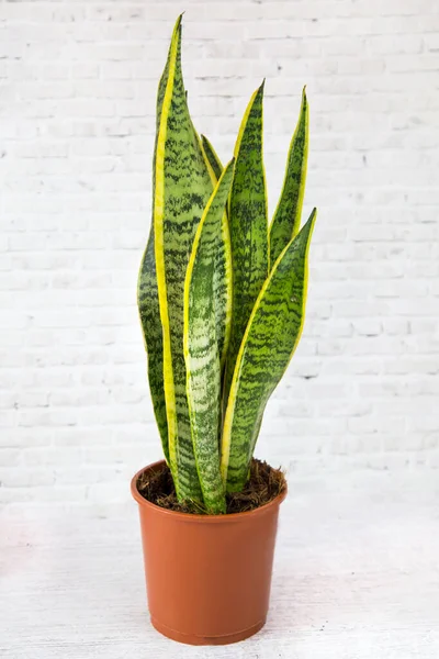 Sansevieria Trifasciata (Latin Sansevieria) bitkisi, beyaz bir arka planda, kilden bir tencerede uzun, dar yeşil yapraklar bulunur. Flora ev çiçekleri..