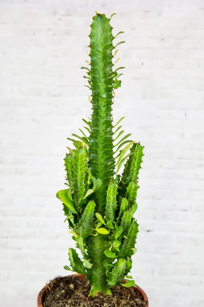 Euphorbia Trigona Latin Euphorbia Trigona Kaktusy Wysokim Kolcem Glinianym Garnku — Zdjęcie stockowe