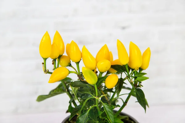 Plante Capsicum Avec Des Fruits Poivron Miniatures Jaunes Dans Pot — Photo