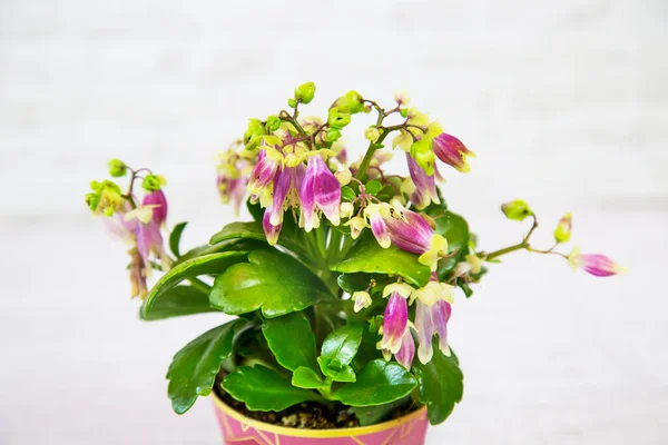 Kalanchoe Plante Kalancho Latine Avec Belles Fleurs Lilas Dans Pot — Photo