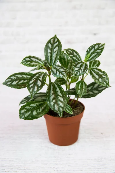 Une Plante Pilea Pilus Latin Avec Belles Feuilles Vertes Dans — Photo