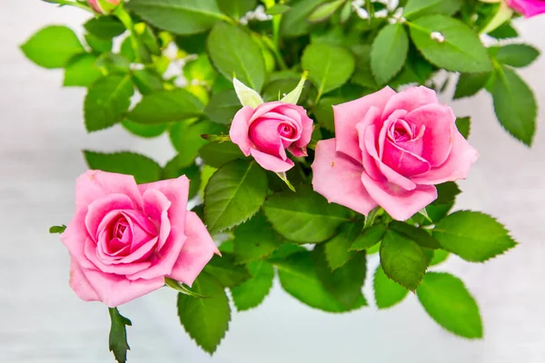 Rose Cardana Grande Pianta Latin Rsa Con Fiori Rosa Brillante — Foto Stock