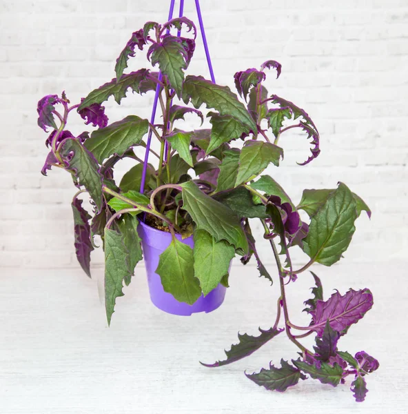 Une Plante Ginura Avec Des Feuilles Violettes Bouclées Tombant Pot — Photo