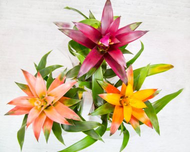 Bromelia çiçekleri (Latince Bromelia) pembe, eflatun ve sarıdır. Flora ev çiçekleri..